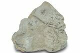 Pennsylvanian Fossil Horsetail (Annularia) Plate - Kentucky #248197-1